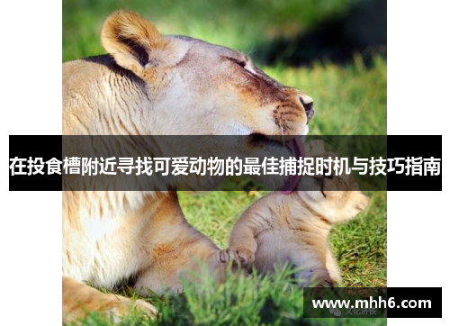 在投食槽附近寻找可爱动物的最佳捕捉时机与技巧指南